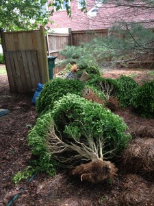 shrubs pulled up by the roots