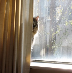 cat hiding behind curtains