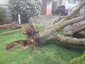 fallen tree