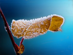 Winter plant