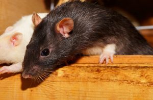 rat in wooden box